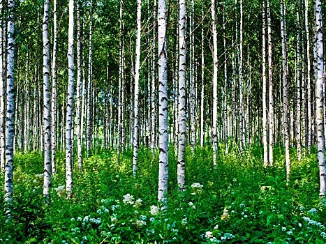 В зеленой зоне Красноярска вырубают лес для строительства домов