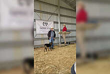 Австралийская пастушья собака продается на аукционе за рекордные $49 тысяч