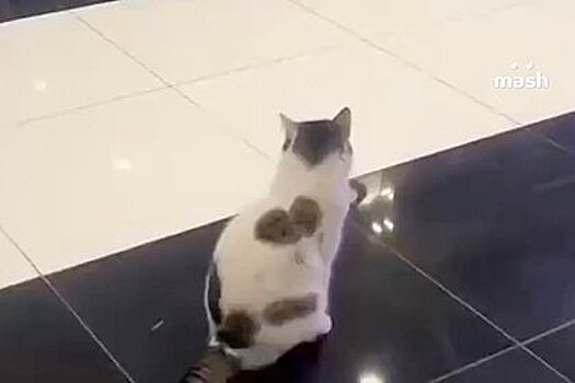 Россиянин потерял кошку и случайно нашел ее в аэропорту на другом конце города