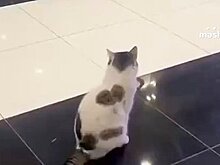 Россиянин потерял кошку и случайно нашел ее в аэропорту на другом конце города