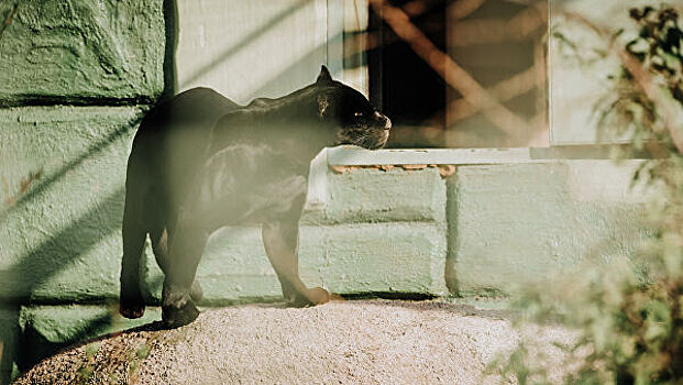 Во Франции черная пантера гуляла по крышам жилых домов