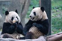 Нападение агрессивных панд на смотрительницу зоопарка попало на видео