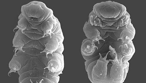 Раскрыт секрет способных жить в открытом космосе животных