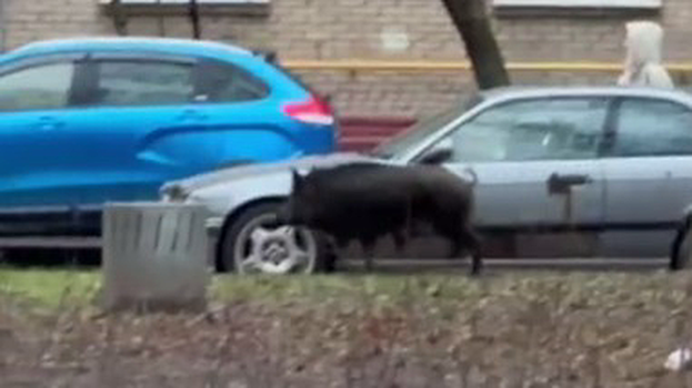 Кабана заметили на северо-западе Москвы