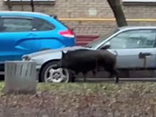 Кабана заметили на северо-западе Москвы