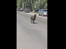 Саратовцы заметили на центральной улице города бегающего барана