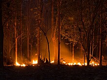 В лесах Курганской области введен режим ЧС из-за пожаров