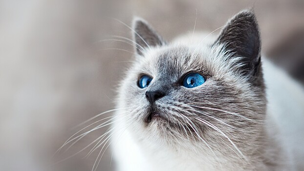 Специалисты объяснили, какие лакомства можно давать кошкам