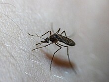 Врачи предупредили о способности комаров заражать опасными заболеваниями