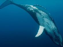 Сергей Бурунов озвучил кита