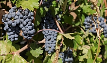 Как волгоградцам справиться с инфекционными болезнями винограда