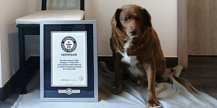 Умершего 31-летнего пса Боби официально лишили статуса старейшей в мире собаки
