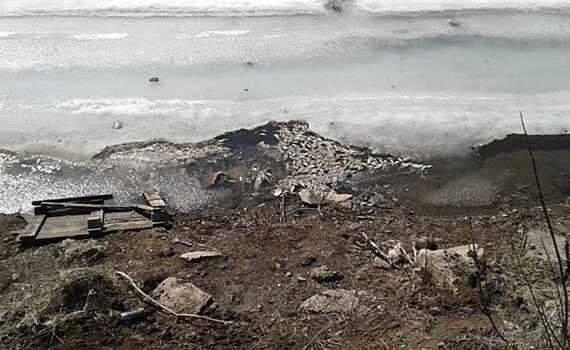 СК: в Лениногорске рыба погибла из-за сброса сточных вод в пруд Камышлинский