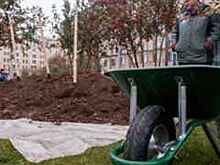 Почти 20 тыс. деревьев и кустарников высадят на Рязанском проспекте в 2017 г.