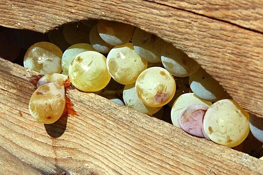Индийский виноград с куколками паразитоидной мухи задержали в Петербурге