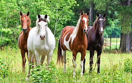 Вступили в силу Ветеринарные правила, направленные на профилактику и предотвращение распространения и ликвидацию очагов африканской чумы лошадей