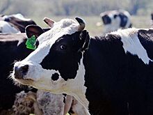 Брянские власти прокомментировали показ коров в военной форме на ярмарке