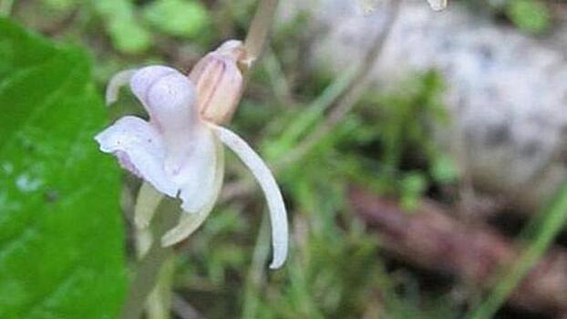 Редчайшую орхидею нашли в Подмосковье