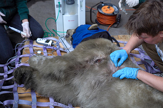 Московские ветврачи отметили улучшение состояния белого медведя с острова Диксон