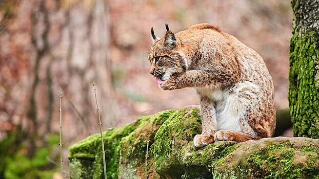 Фотограф встретился с рысью-призраком