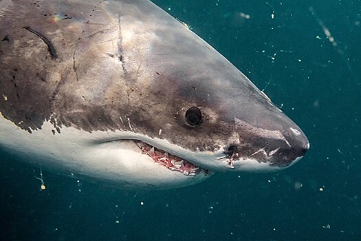 Ученые раскрыли тайну зрения предков акул