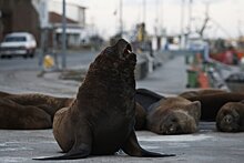 Ученые рекомендовали увеличить добычу гренландского тюленя