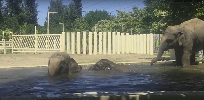 В ростовском зоопарке сняли видео, как слоны спасаются от жары в бассейне