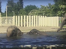 В ростовском зоопарке сняли видео, как слоны спасаются от жары в бассейне