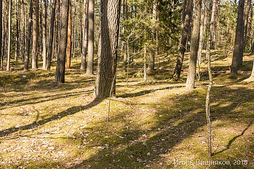 В лесу под Славском потерялся 3-летний ребенок