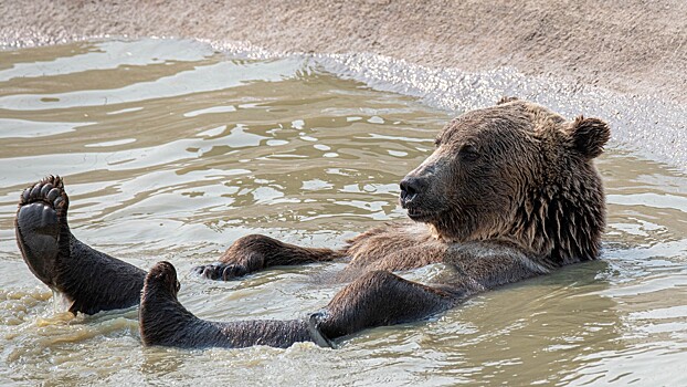 Специалисты объяснили, почему медведи не могут впасть в спячку в Приамурье