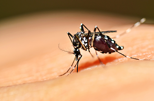 Туристов предупредили о вспышке лихорадки денге