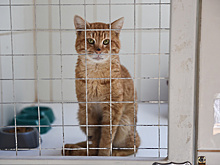 Москвичам рассказали, каких породистых животных можно встретить в приютах