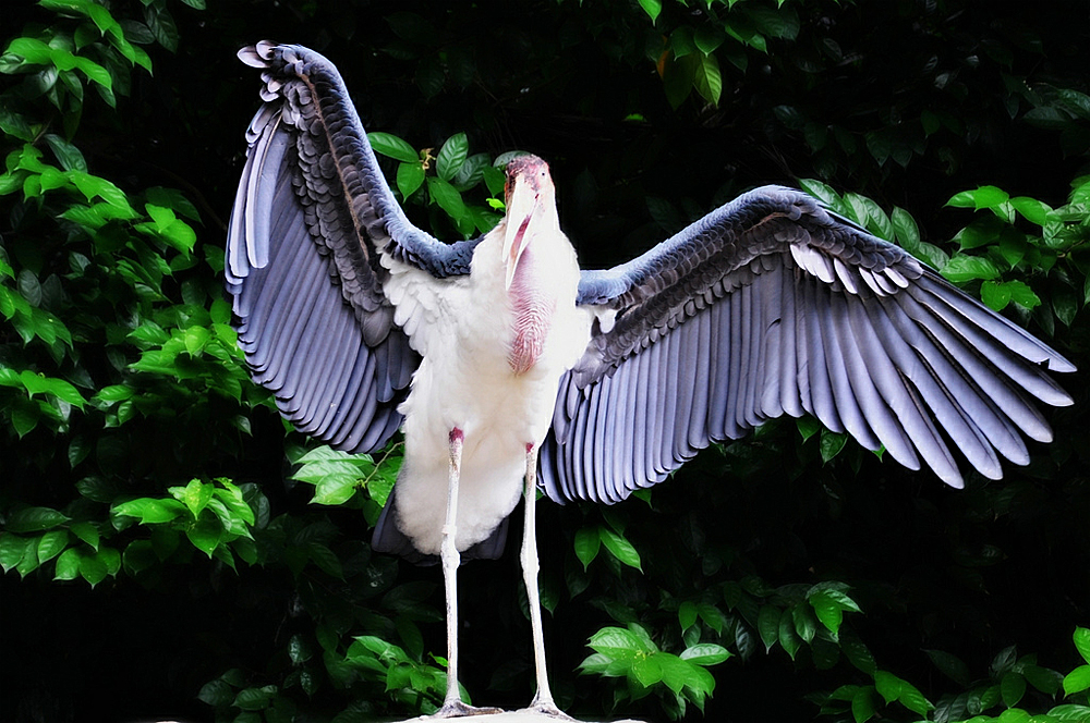 Парк Птиц «Джуронг», Сингапур, Азия