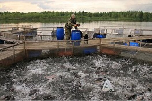 Разработчики генплана Воронежа исключили застройку Северного леса