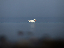 Преданные, но вредные: в Калининградском зоопарке рассказали, стоит ли верить в миф о лебединой верности