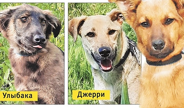 На севере Волгограда собаки ищут новых хозяев