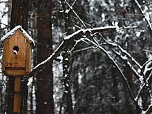 Московских птиц угостят новогодними блюдами