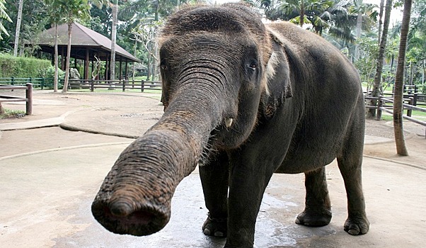 На Бали без туристов плохо не только людям, но и слонам