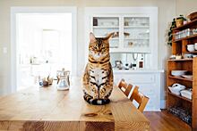 6 неочевидных опасностей, которые подстерегают кошку дома