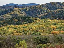 В Приморье будет уточнен порядок сбора валежника и других лесных ресурсов