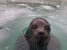Бассейн спасенного тюленя Крошика покрылся ледяной коркой