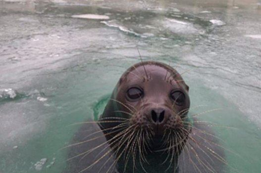 Бассейн спасенного тюленя Крошика покрылся ледяной коркой