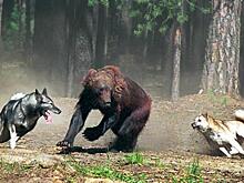 Танцы с бубном вокруг медведей: Как на Урале отпугивают опасных зверей