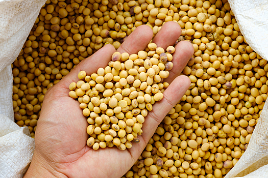 Национальная товарная биржа запустила аукционы «Черкизово» по закупке соевых бобов