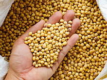 Национальная товарная биржа запустила аукционы «Черкизово» по закупке соевых бобов