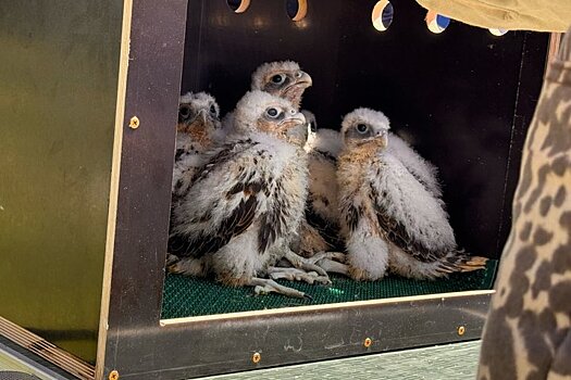 Минниханов предложил татарстанцам выбрать имена для новорожденных соколов