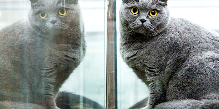 Где можно увидеть котосотрудников и познать кошачьи тайны? Три необычных музея кошек в России