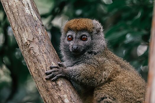 Сколько стоит и как организовать путешествие на Мадагаскар в 2025 году