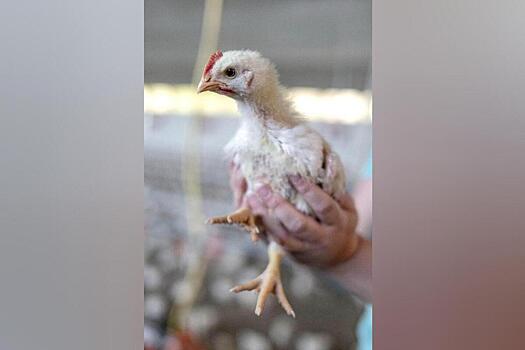 Курица высокого полета: почему фермерские бройлеры оказались вне закона