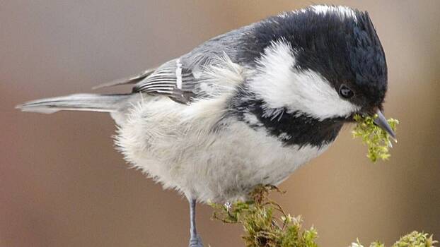 На природных территориях Москвы птицы начали вить гнезда